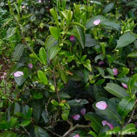 我国的茶叶种类丰富多样，你知道中国八大名茶都有哪些茶吗？-中国十大名茶正宗排行榜